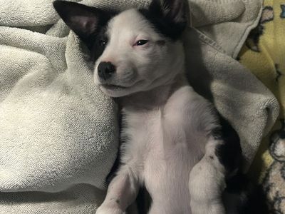 Hello my name is Blanche