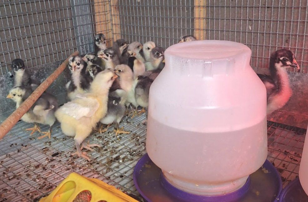 (B)lue (B)lack & (S)plash English Orpington Chicks