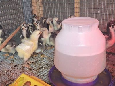 (B)lue (B)lack & (S)plash English Orpington Chicks