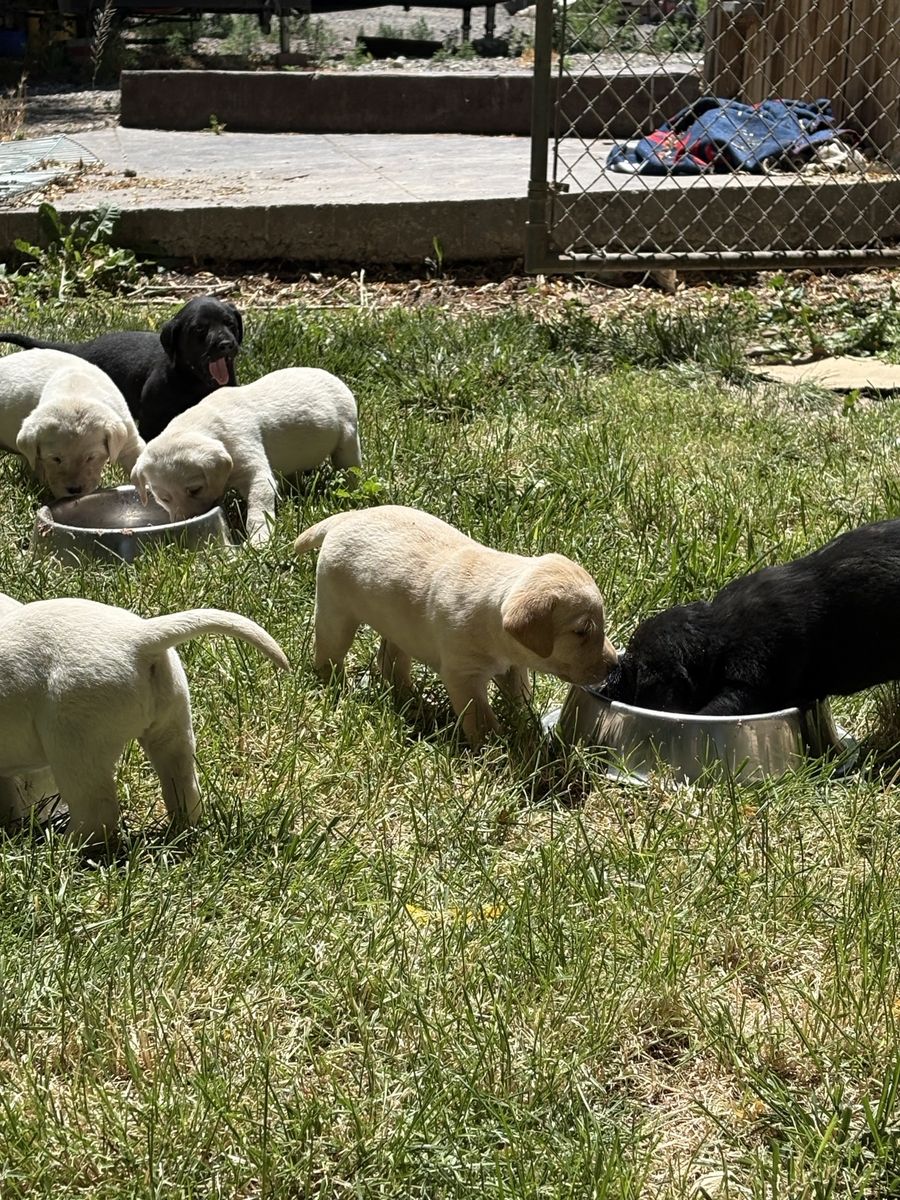 AKC Registerable Labrador Retriever Puppies