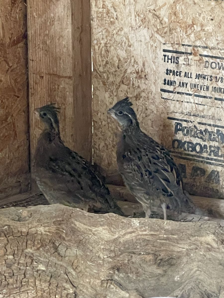 Bobwhite quail 