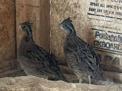 Bobwhite quail