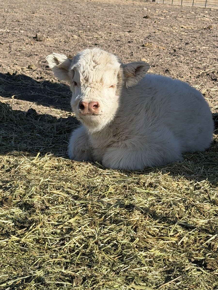 Highland bull calf for sale