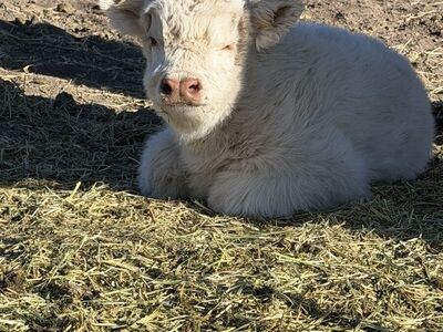 Highland bull calf for sale