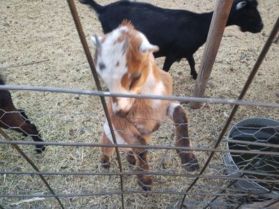 Baby Goat - Young Livestock for Sale, Brown and White Markings