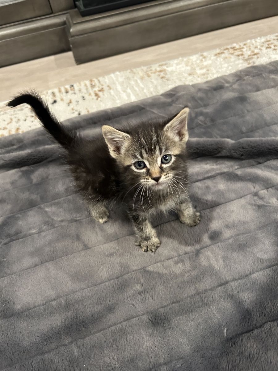 Siamese Maine coon kitten mix