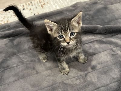 Siamese Maine coon kitten mix