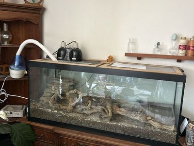 Ball Python Snake (Phil) with Bioactive Enclosure, Heat Lamp, & Automatic Humidifier, Hides & Water Dish
