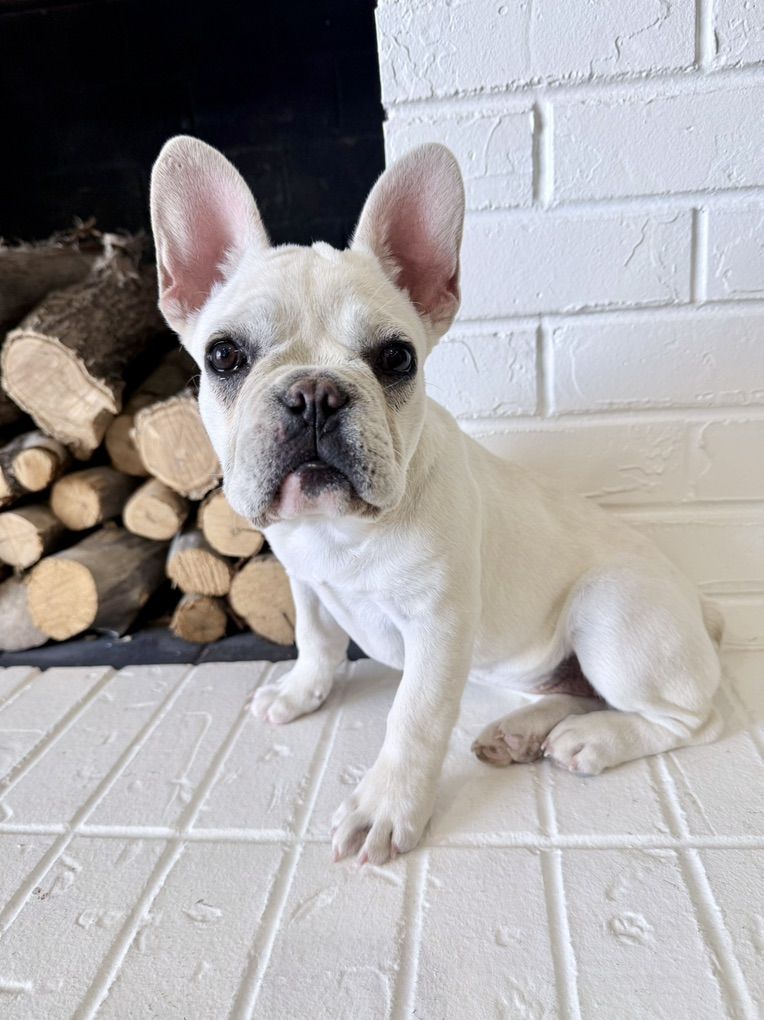 AKC French Bulldog Frenchie Girl Ready To Go