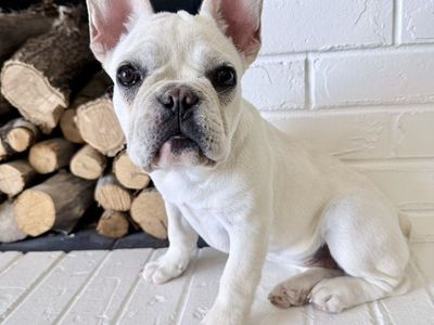 AKC French Bulldog Frenchie Girl Ready To Go