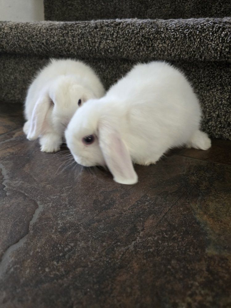 Holland Lop Bucks