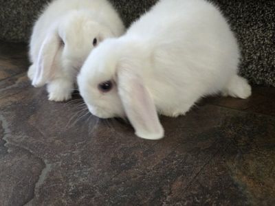 Holland Lop Bucks