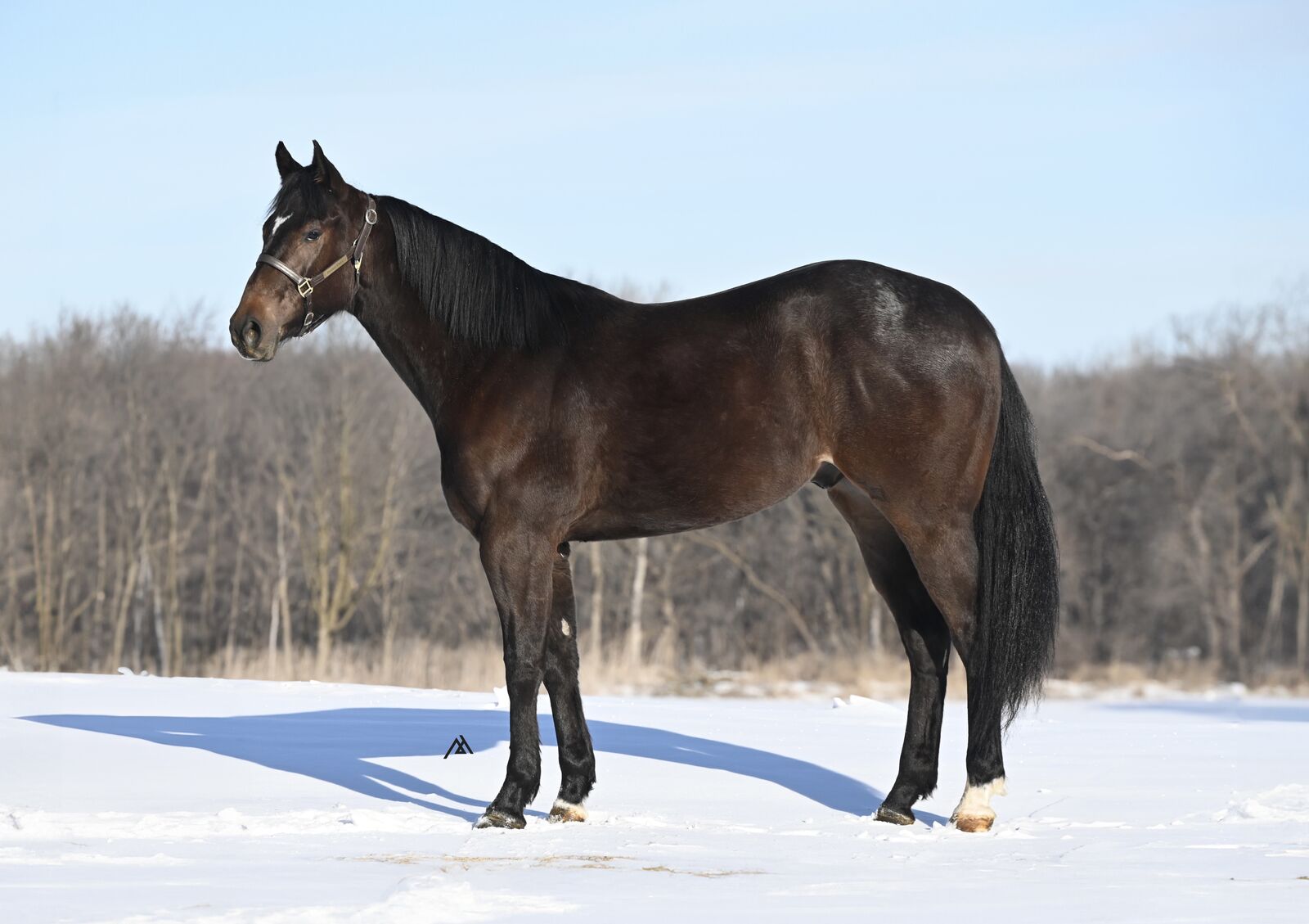 Broke & AFFORDABLE 3 yr old AQHA Prospect