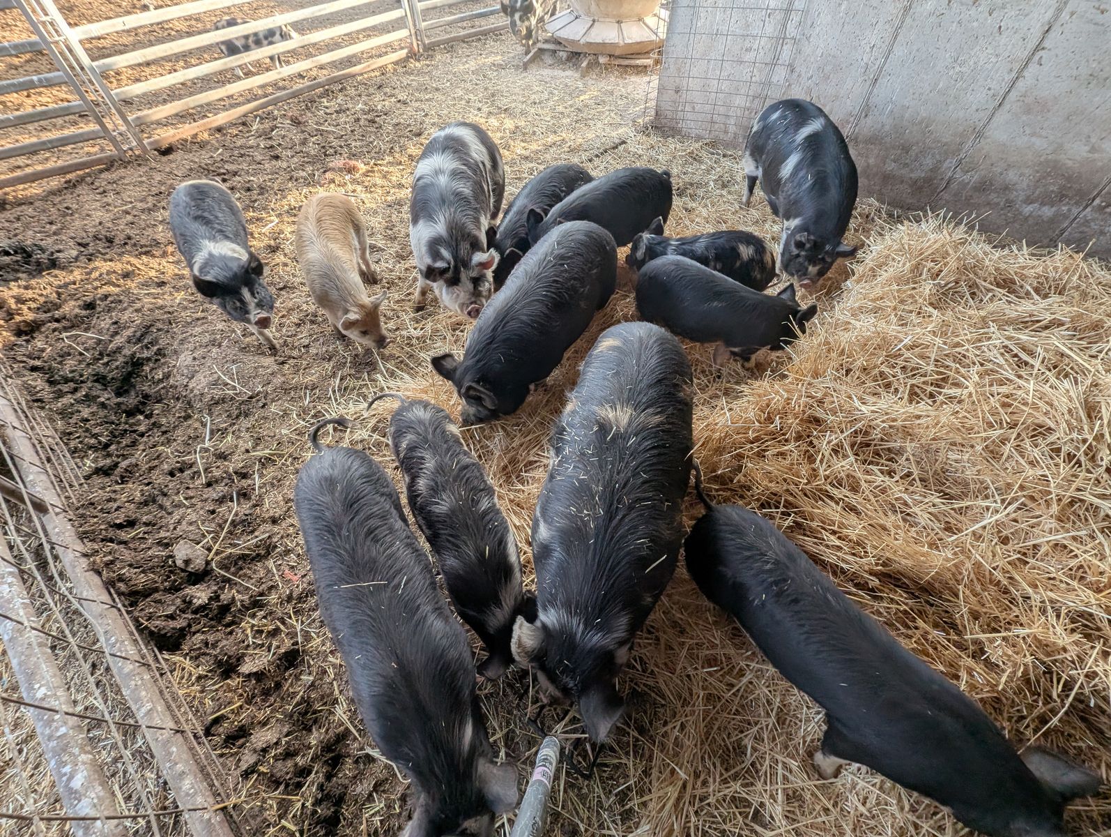 IPP pigs