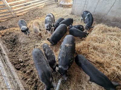 IPP pigs