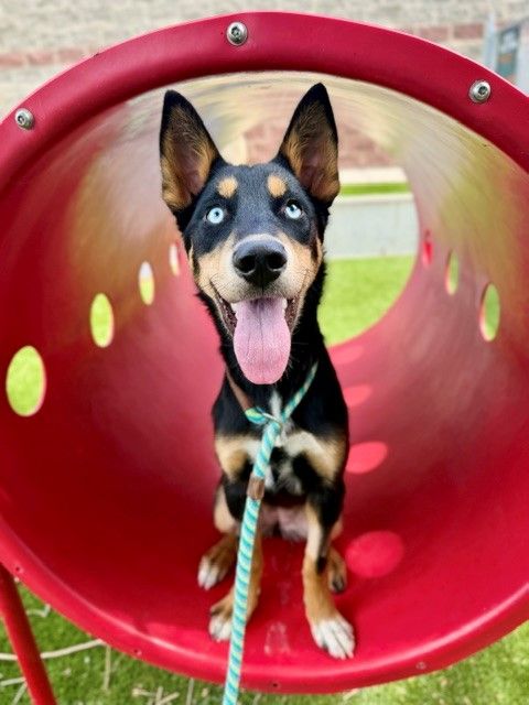 A165345 Lasso is Available for Adoption!