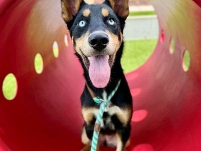 A165345 Lasso is Available for Adoption!