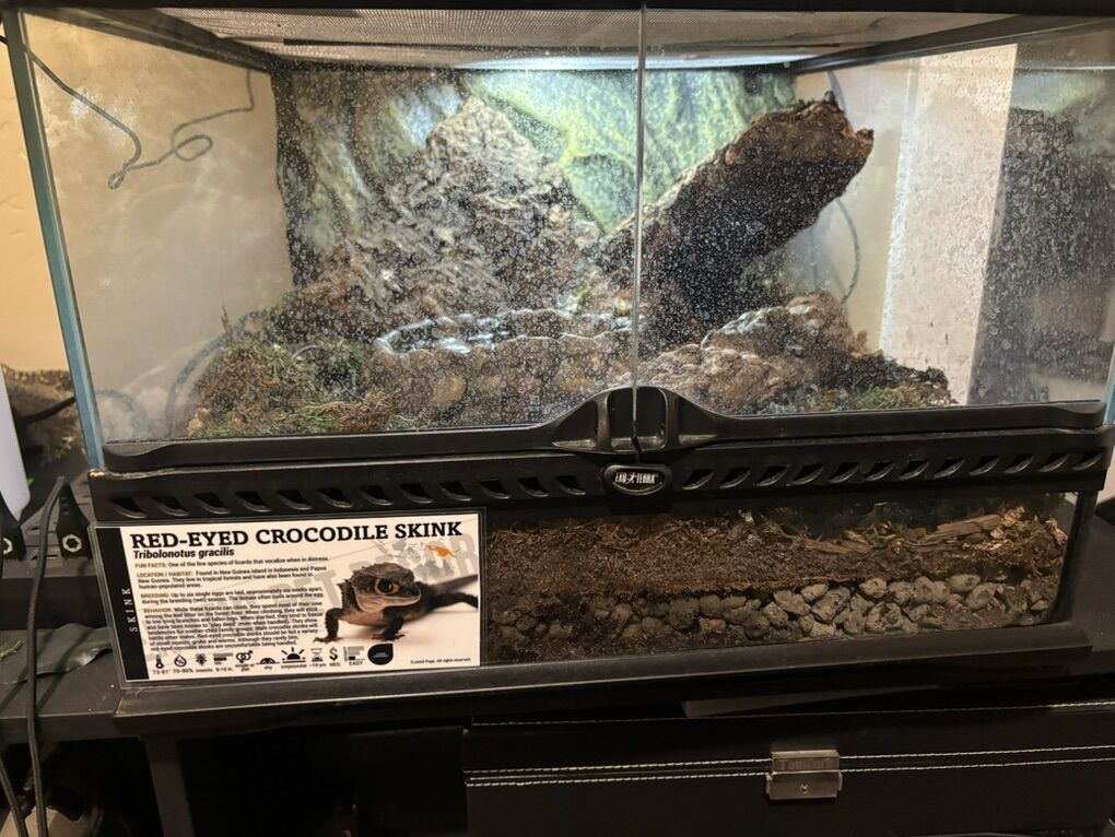 Red Eye Crocodile Skink Female