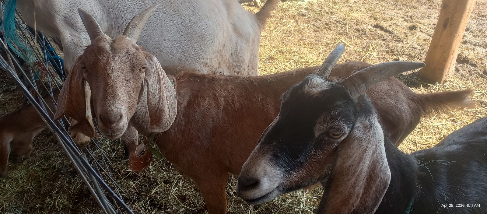 Nubian doe named Carnal / Bullet