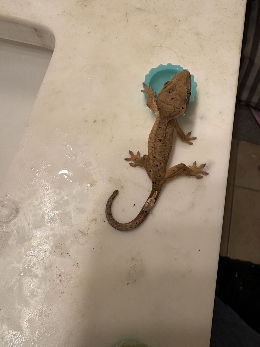 Geckos and tarantula
