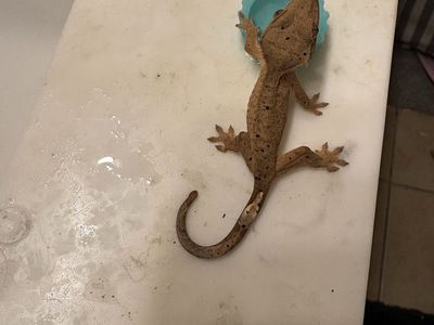 Geckos and tarantula