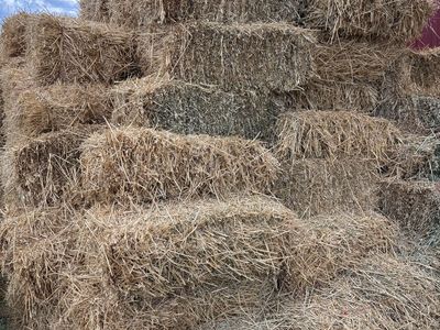 Oat hay