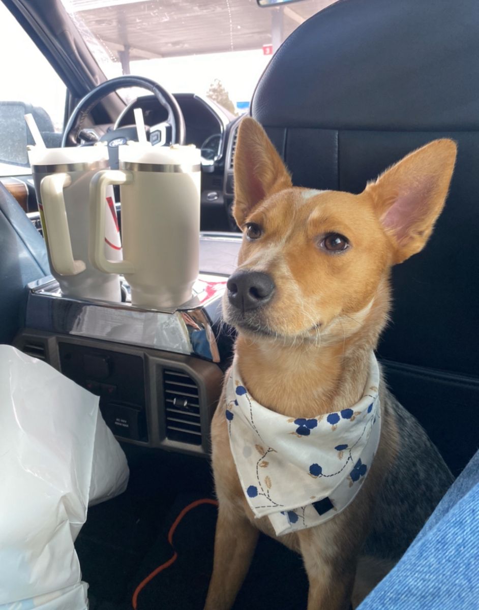 Red Heeler Rehoming