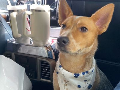Red Heeler Rehoming