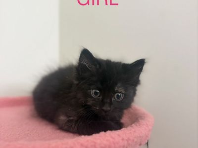 Adorable Kittens for Sale