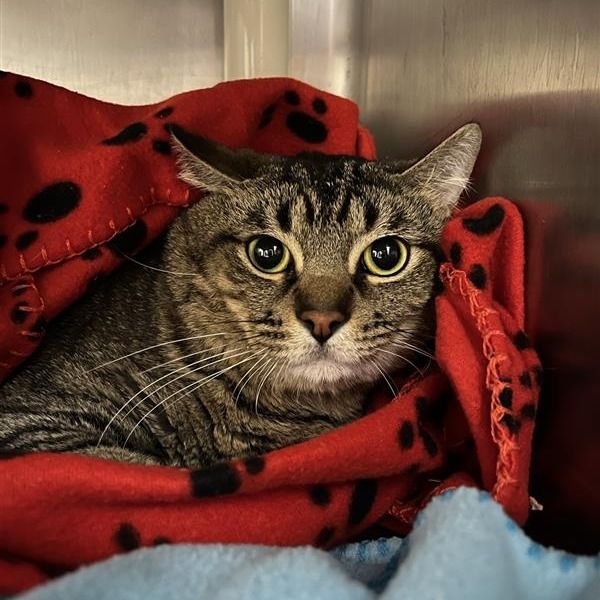 Hello my name is Roxas