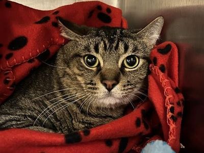 Hello my name is Roxas