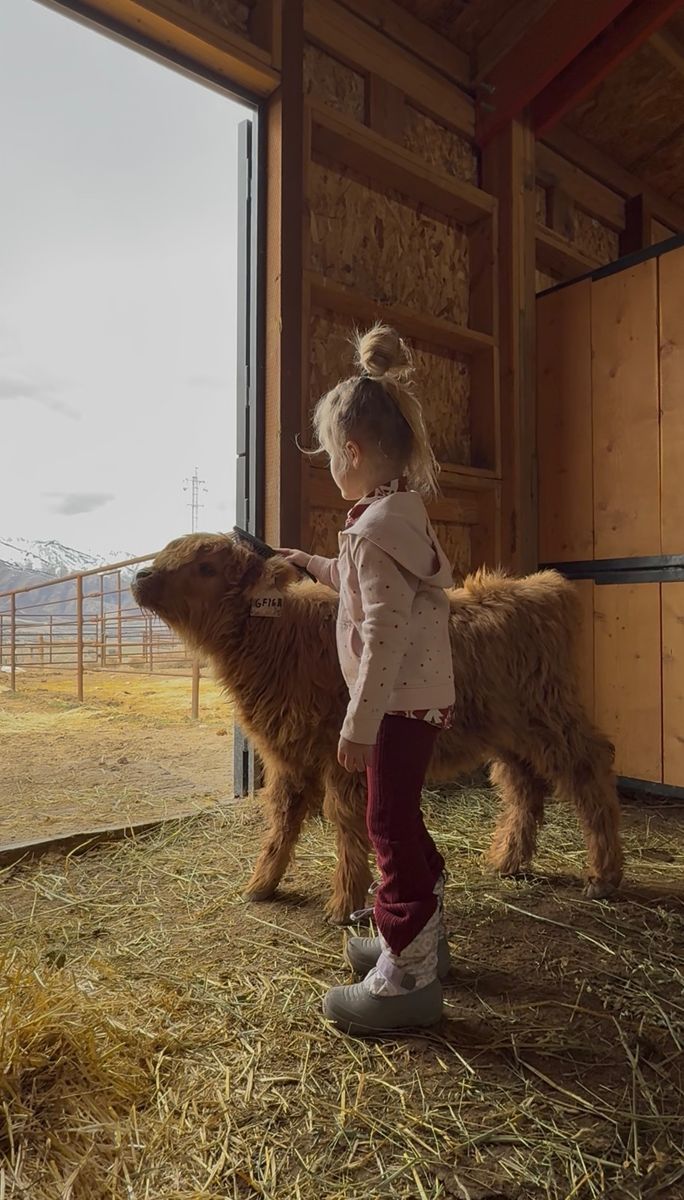 GF Cinnamon - Sweet Highland Calf!