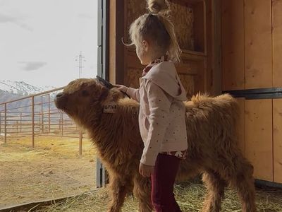 GF Cinnamon - Sweet Highland Calf!