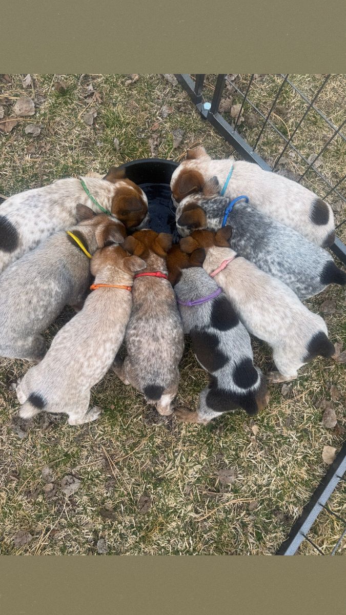 Purebred mini heelers