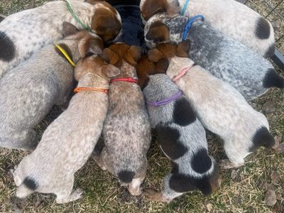 Purebred mini heelers