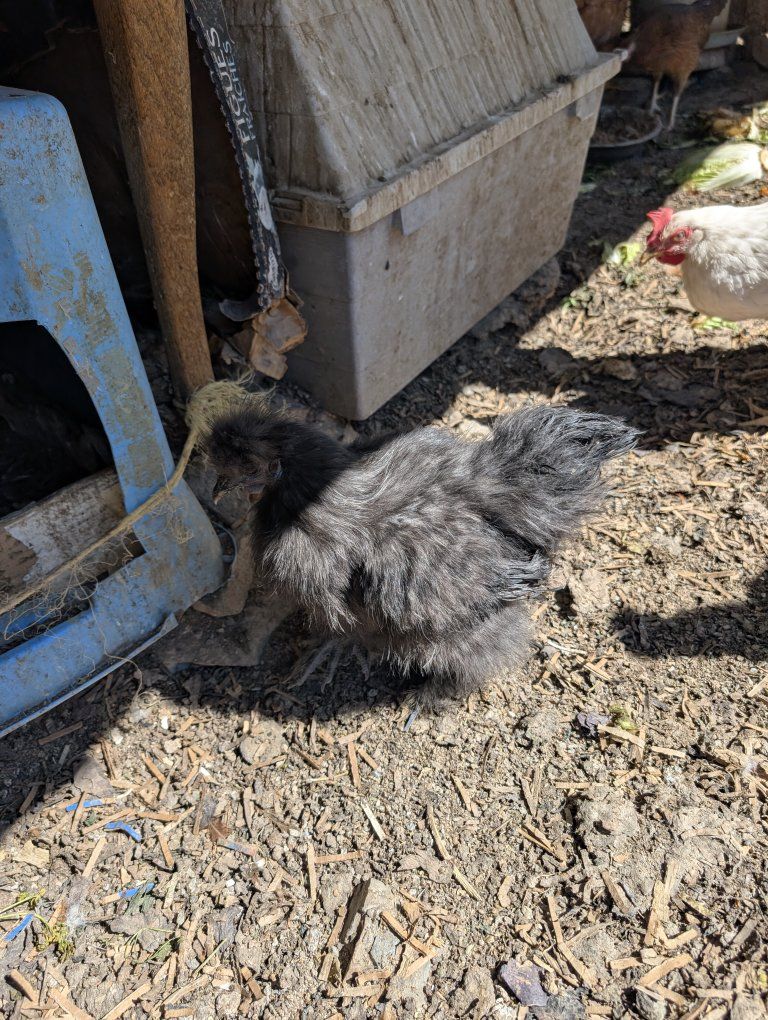 Various laying hens