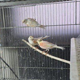 Young canaries for sale unsexed