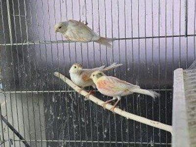 Young canaries for sale unsexed