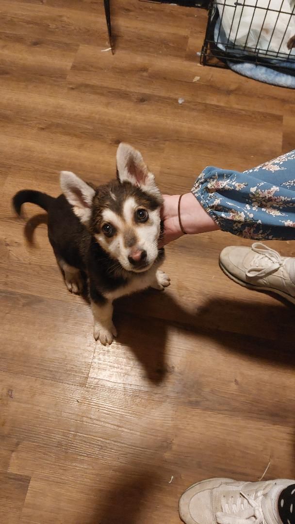 German Shephard/Husky Puppy