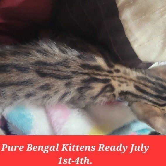PURE BENGAL KITTENS 2 LEFT FOR RESERVATION, READY ON JULY 1ST-4TH.