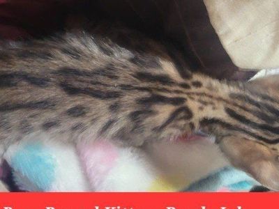 PURE BENGAL KITTENS 2 LEFT FOR RESERVATION, READY ON JULY 1ST-4TH.