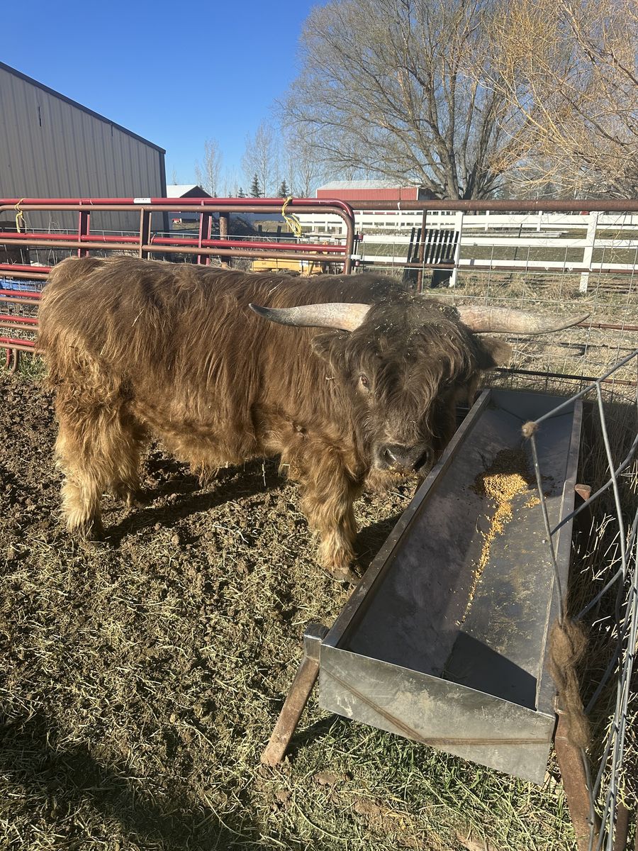 Proven Pure Bred Highlander Bull