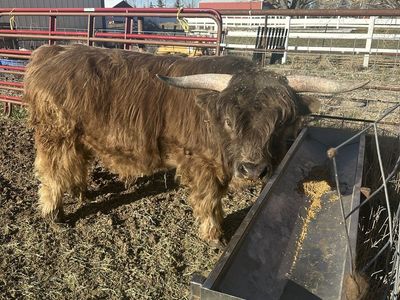 Proven Pure Bred Highlander Bull