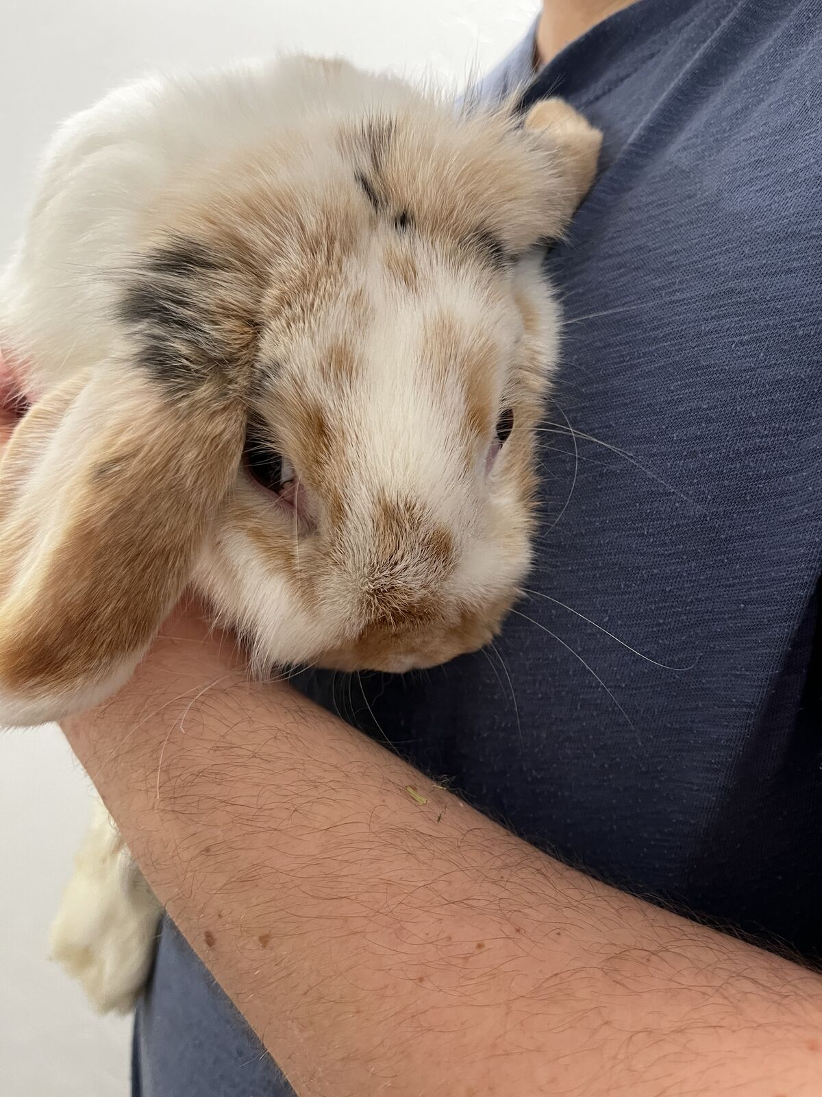 Sweet holland lop
