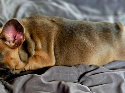 Beautiful French Bulldog Female Puppy! Only 1 left