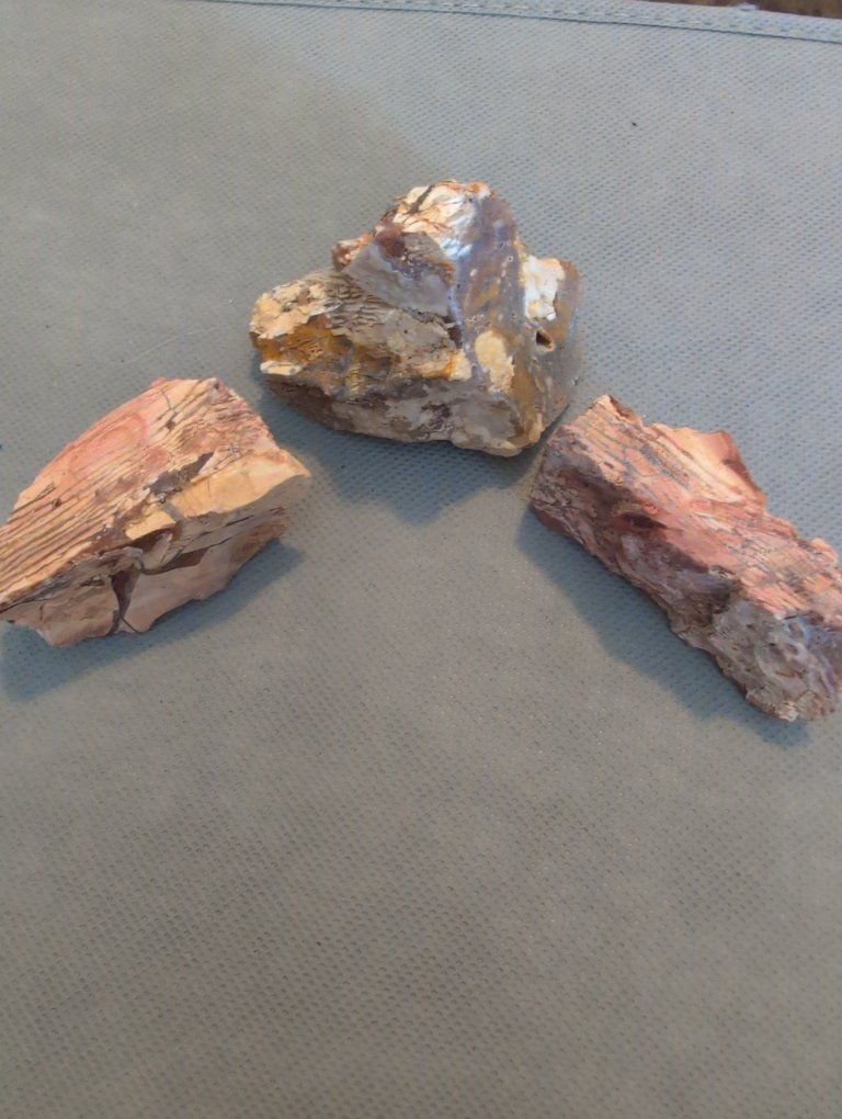 Petrified wood specimens