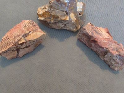 Petrified wood specimens