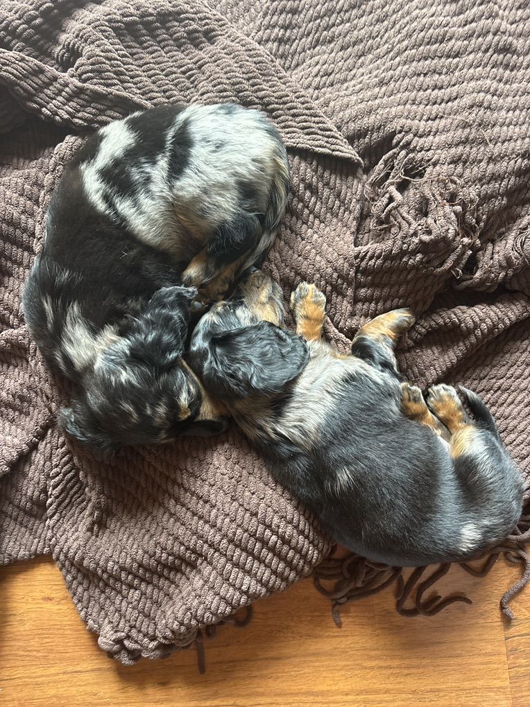 Dachshund Four Color Long Hire Dapple