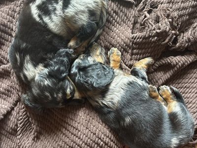 Dachshund Four Color Long Hire Dapple