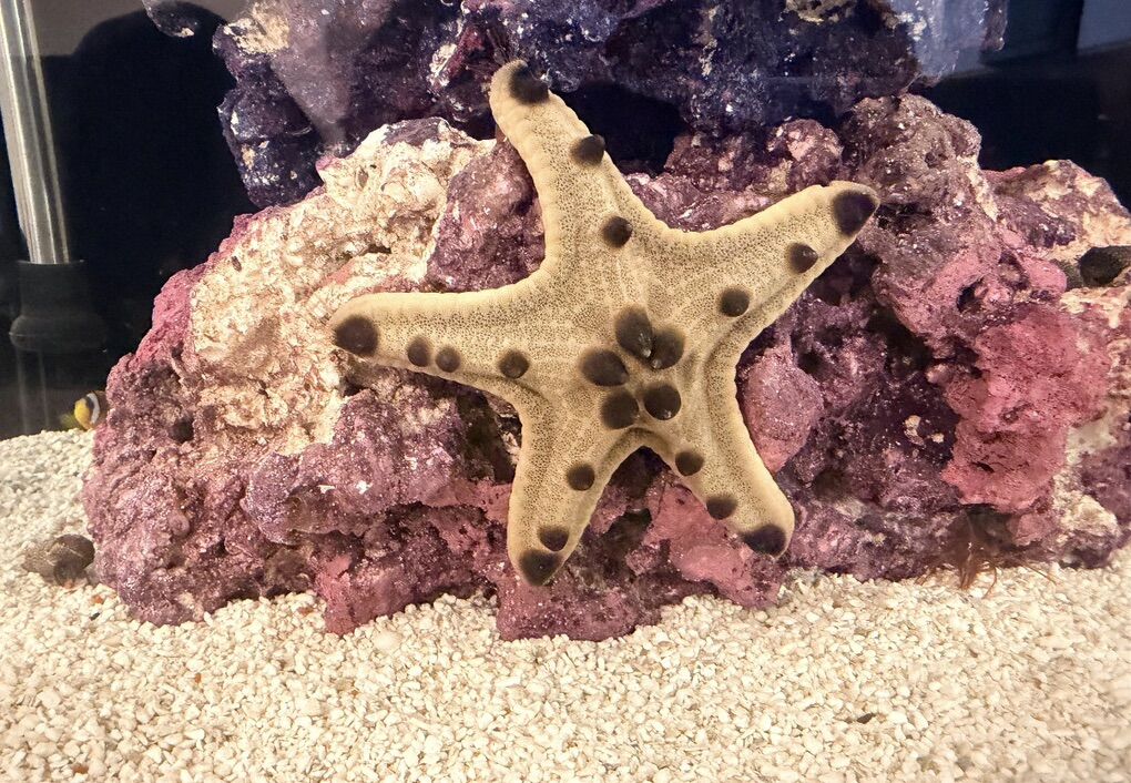 Chocolate Chip Starfish